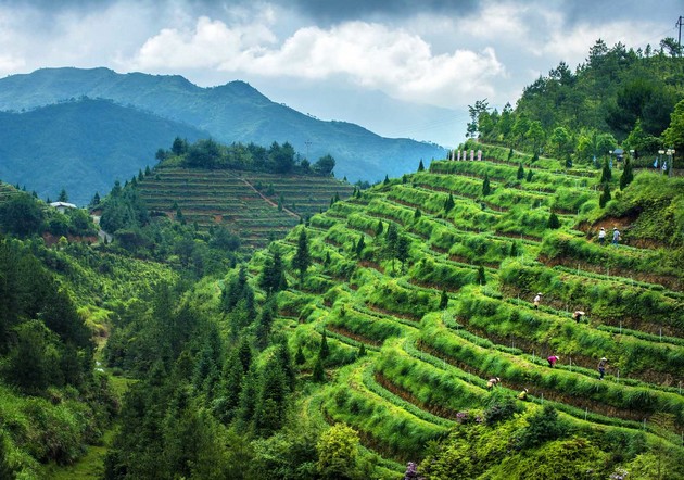 华祥苑张天福有机安溪铁观音茶叶基地