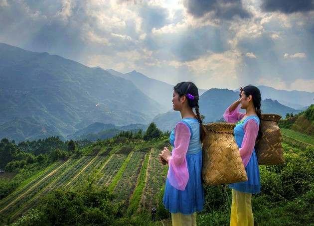 铁观音美人看茶山
