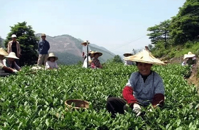 铁观音制作流程详细图解，从种植到包装成品