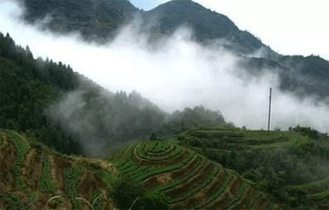 铁观音制作流程详细图解，从种植到包装成品