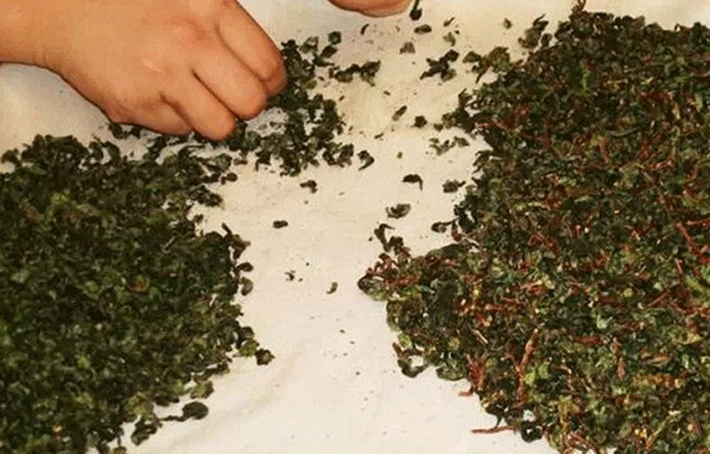 铁观音制作流程详细图解，从种植到包装成品