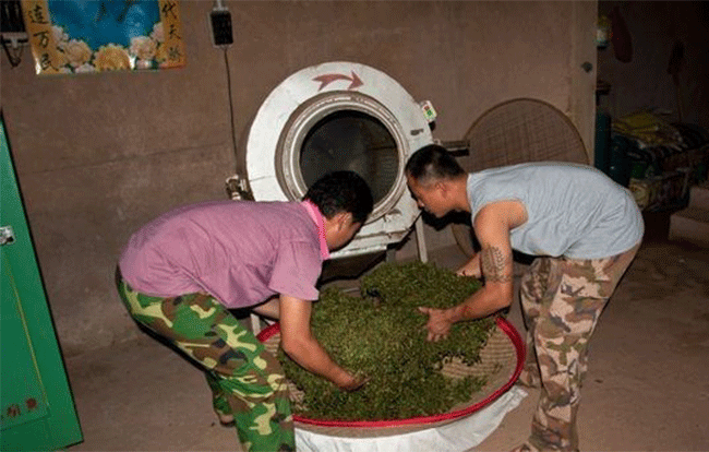 铁观音制作流程详细图解，从种植到包装成品