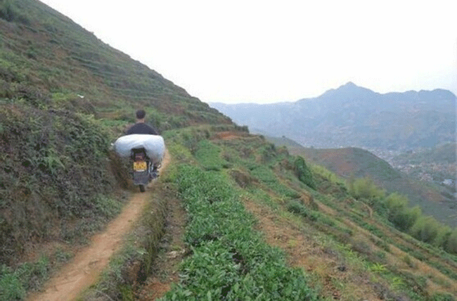 铁观音制作流程详细图解，从种植到包装成品