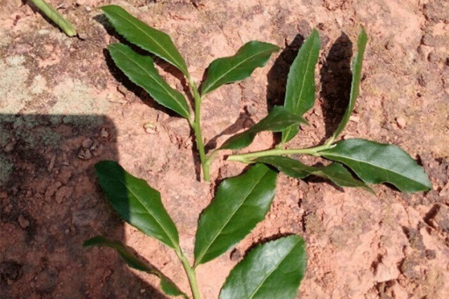铁观音制作流程详细图解，从种植到包装成品