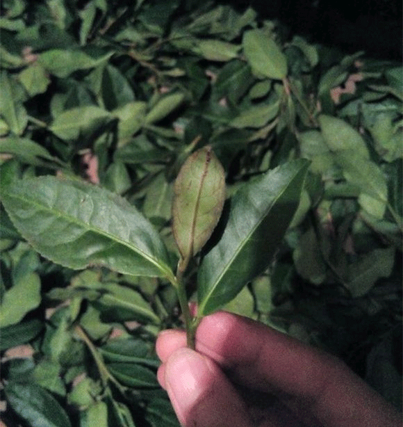 铁观音制作流程详细图解，从种植到包装成品