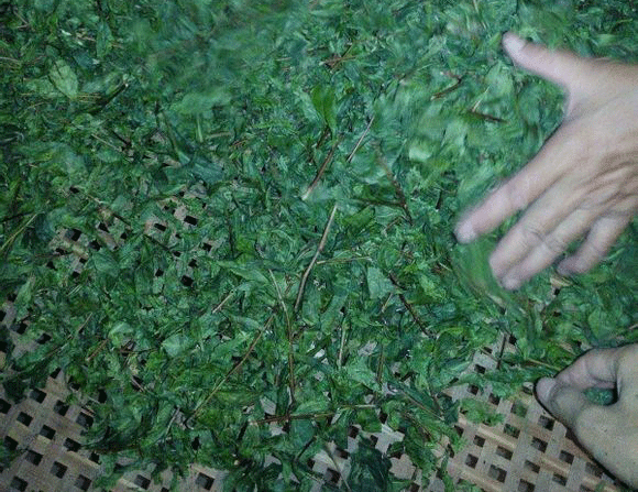 铁观音制作流程详细图解，从种植到包装成品