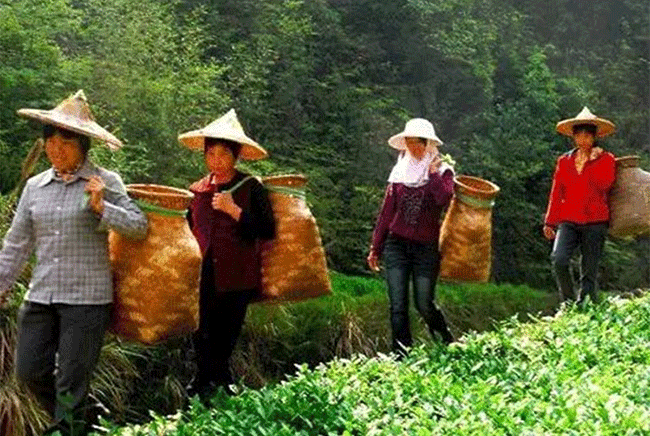 铁观音制作流程详细图解，从种植到包装成品