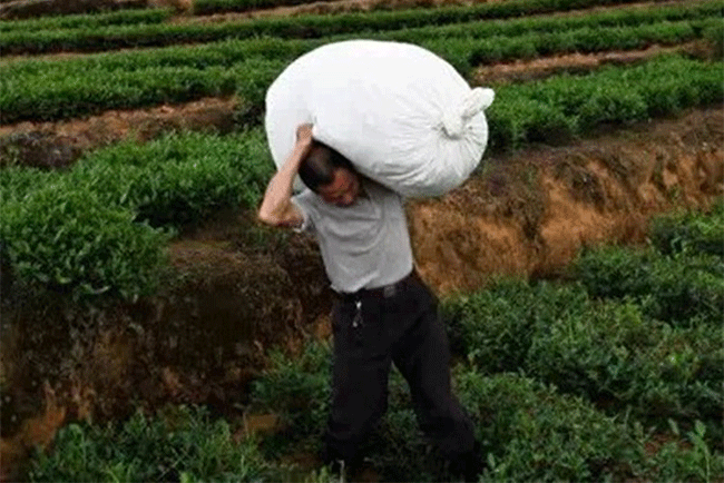 铁观音制作流程详细图解，从种植到包装成品