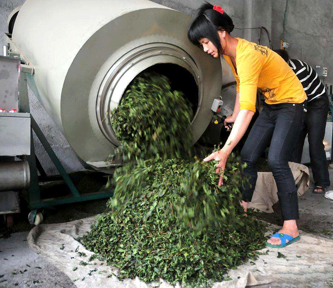 揉捻 铁观音，揉捻有什么作用？铁观音制作工艺