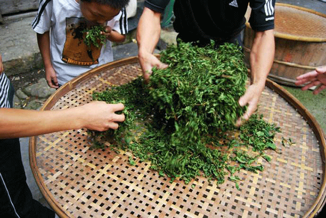 揉捻 铁观音，揉捻有什么作用？铁观音制作工艺