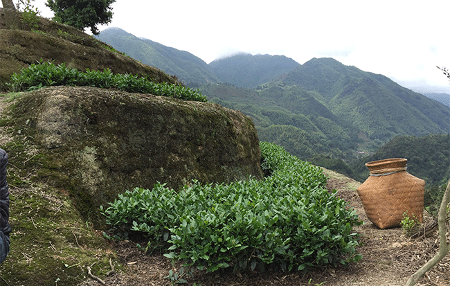 高山铁观音，为什么安溪高山铁观音质量好？