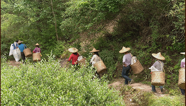 高山铁观音，为什么安溪高山铁观音质量好？