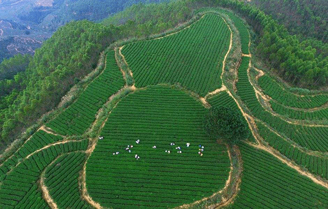 铁观音产地，安溪龙涓自然农耕生态铁观音