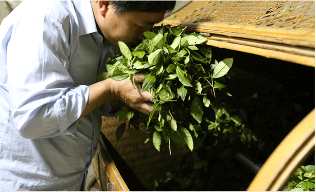 铁观音茶“消青大味”是如何制作的？