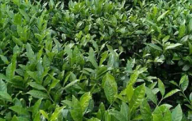 安溪铁观音的特点，闽南各种茶叶特点及产地分布