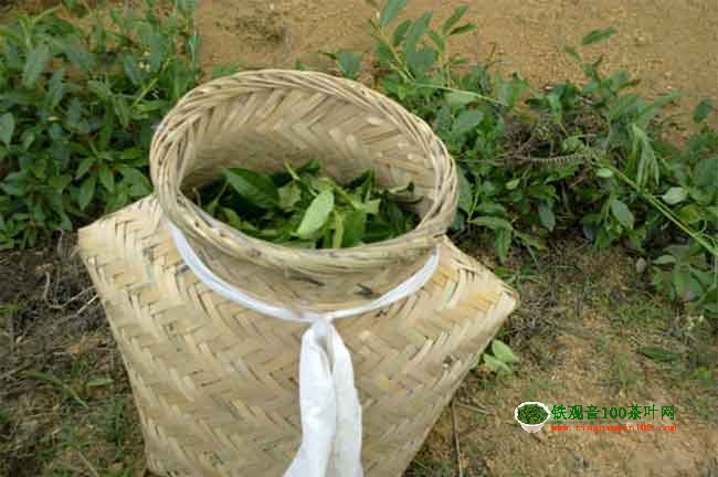 手工茶600一斤贵吗？手工价格问答