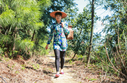 场里给采茶工定下的“指标”是一天至少30斤茶青，所以，她必须抓紧上午11点至下午4点这段“黄金采茶时间”。