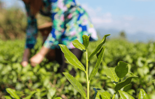 茶厂给采茶工定下的工资是一天120元，一个月的采摘时间，3600元左右的收入让张秋月无法拒绝。
